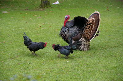 Turkey hen fight002