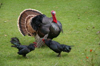 Turkey hen fight003