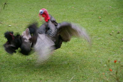 Turkey hen fight004